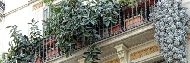 Balkonpflanzen bereichern die Wohnung und sind praktisch