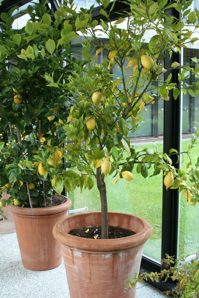 Zitronenbäumchen (Citrus) auf Balkonmöbel.de