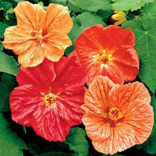 15 Abutilon Blumensamen