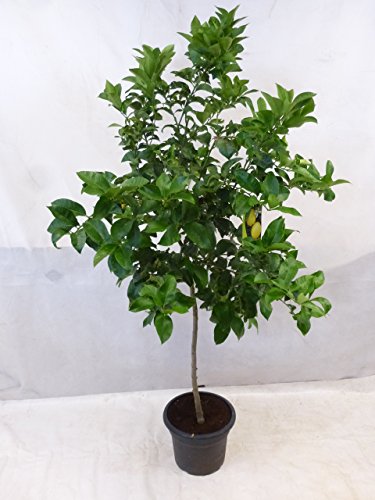 Echter Zitronenbaum Eureka 200 cm