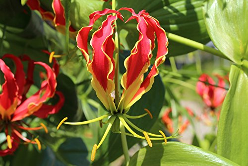 Gloriosa Superba 5 Samen Feuerlilie