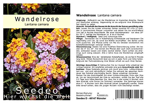 Seedeo Wandelrose (Lantana Camara) 35 Samen