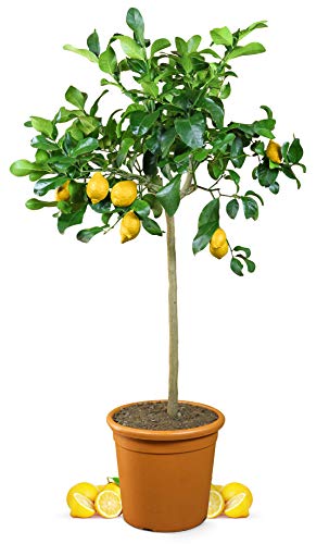 Zitronenbaum Grande 110 bis 140 cm im 12 Liter Topf